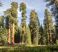 Sequoia trees surround meadow Royalty Free Stock Photo