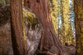 Sequoia Trees WIth Huge Rock Stranded In Between Royalty Free Stock Photo