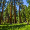 Sequoia trees in the Sequois National Park in California Royalty Free Stock Photo