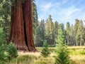 Sequoia trees surround meadow Royalty Free Stock Photo