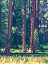 Sequoia trees surround meadow Royalty Free Stock Photo