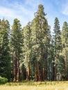 Sequoia trees surround meadow Royalty Free Stock Photo