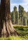 Sequoia trees surround meadow Royalty Free Stock Photo