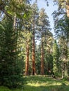 Sequoia trees surround meadow Royalty Free Stock Photo