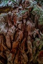 Sequoia wood texture and background - redwood tree bark Royalty Free Stock Photo