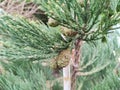 Sequoiadendron giganteum Royalty Free Stock Photo