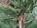 Sequoiadendron giganteum Royalty Free Stock Photo