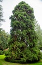 Sequoiadendron tree (Latin Sequoiadendron giganteum) with lush branches on a clear sunny day. Royalty Free Stock Photo