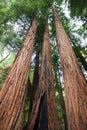 Sequoias Royalty Free Stock Photo