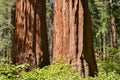 Sequoias in grove Royalty Free Stock Photo