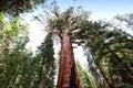 Sequoias at Mariposa Grove, Yosemite national park Royalty Free Stock Photo