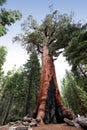 Sequoias at Mariposa Grove, Yosemite national park Royalty Free Stock Photo