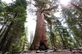 Sequoias at Mariposa Grove, Yosemite national park Royalty Free Stock Photo