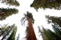 Sequoias at Mariposa Grove, Yosemite national park Royalty Free Stock Photo