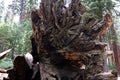 Sequoias at Mariposa Grove, Yosemite national park Royalty Free Stock Photo