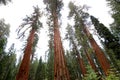 Sequoias at Mariposa Grove, Yosemite national park Royalty Free Stock Photo