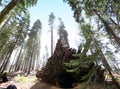 Sequoias at Mariposa Grove, Yosemite national park Royalty Free Stock Photo