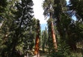 Sequoias at Mariposa Grove, Yosemite national park Royalty Free Stock Photo