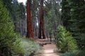 Sequoias at Mariposa Grove, Yosemite national park Royalty Free Stock Photo