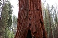 Sequoias at Mariposa Grove, Yosemite national park Royalty Free Stock Photo