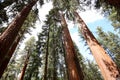 Sequoias at Mariposa Grove, Yosemite national park Royalty Free Stock Photo