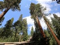 Sequoias at Mariposa Grove, Yosemite national park Royalty Free Stock Photo