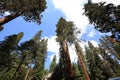 Sequoias at Mariposa Grove, Yosemite national park Royalty Free Stock Photo