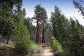 Sequoias at Mariposa Grove, Yosemite national park Royalty Free Stock Photo