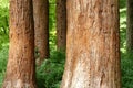 Sequoias, Sequoia in a park Royalty Free Stock Photo