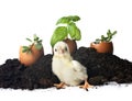 serama chicken and chicks Royalty Free Stock Photo