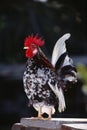 Serama Chicken, Kelantan, Malaysia Royalty Free Stock Photo