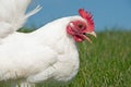 Serama hen searching for bugs Royalty Free Stock Photo