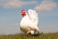 Serama Hen Royalty Free Stock Photo