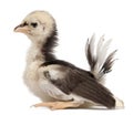 Serama, Malay Ayam Serama, a bantam breed of chicken, 3 weeks old Royalty Free Stock Photo