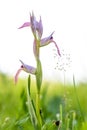 serapia lingua orchid in spring Royalty Free Stock Photo