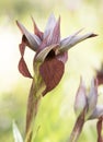 Serapias cordigera velvet heart orchid wild flower with large purple red petals with velvet appearance on defocused green Royalty Free Stock Photo