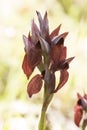 Serapias cordigera velvet heart orchid wild flower with large purple red petals with velvet appearance on defocused green Royalty Free Stock Photo