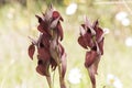 Serapias cordigera velvet heart orchid wild flower with large purple red petals with velvet appearance on defocused green Royalty Free Stock Photo