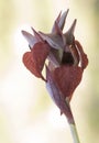 Serapias cordigera velvet heart orchid wild flower with large purple red petals with velvet appearance on defocused green Royalty Free Stock Photo