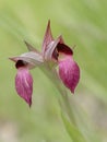 Serapias Lingua, Tongue orchid. Defocussed background.