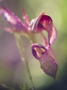 Serapias Lingua, Tongue orchid. Wildflower. Almost abstract closeup with narrow depth of field, defocussed background
