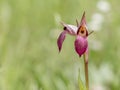 Serapias Lingua, Tongue orchid. Wildflower. Beautiful detailed view inside flower.