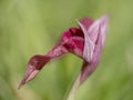 Serapias Lingua, Tongue orchid. Wildflower. Closeup with narrow depth of field, defocussed background. Macro.