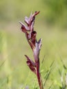 Serapias vomeracea, aka long-lipped or plow-share serapias. European wild orchid.