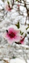 Serbia, Arandjelovac.. April 07.2021. Snow in April.. Peach flower under the snow.. Royalty Free Stock Photo