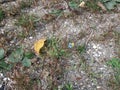 Butterfly in Ovcar - Kablar canyon