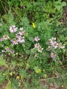 Serbia mountain Jelica forest coronilla varia l