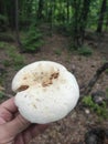 Serbia mountain Jelica forest mushroom Lactarius piperatus Royalty Free Stock Photo