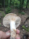 Serbia mountain Jelica forest mushroom Lactarius piperatus