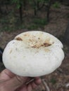 Serbia mountain Jelica forest mushroom Lactarius piperatus Royalty Free Stock Photo